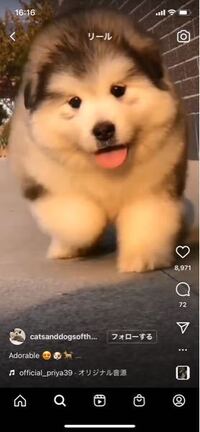 インスタのリールでよくこの犬を見るのですが これはなんて言う犬種ですか Yahoo 知恵袋