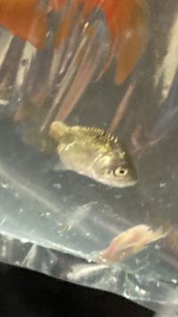 夏祭りですくった金魚です フナのような金魚なんですが な Yahoo 知恵袋