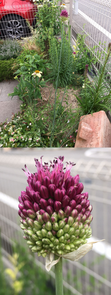 庭のお花の名前を忘れてしまいました 上の写真には色々と他の花も写ってい Yahoo 知恵袋