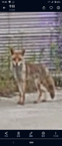 仕事場によく現れるんですが これは狐ですか 合ってます キツネで Yahoo 知恵袋