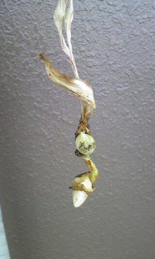 チューリップの球根はいつ掘り上げるんですか チューリップの Yahoo 知恵袋