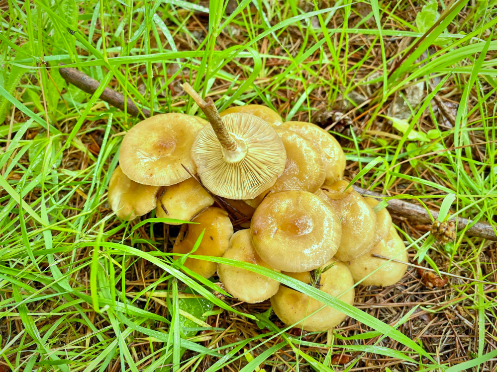 芝生に生えているキノコの名前を教えて下さい キツブナラタケのよう Yahoo 知恵袋