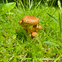 芝生に生えていたキノコの名前を教えて下さい ツチスギタ Yahoo 知恵袋