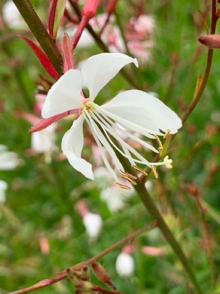 この花の名前ご存知の方 教えてください ガウラ ハクチョウソウ で Yahoo 知恵袋