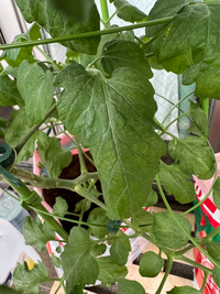 ミニトマトの純あまを5 23から定植してトマト栽培用の袋 カ Yahoo 知恵袋