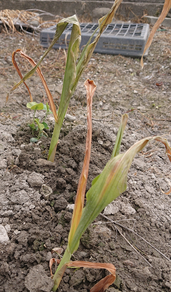 トウモロコシが急に枯れはじめました水毎朝あげてます土寄せもして 根が露 Yahoo 知恵袋