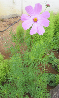 この花はコスモスでしょうか 6月７日に 西日本で撮影しました Yahoo 知恵袋