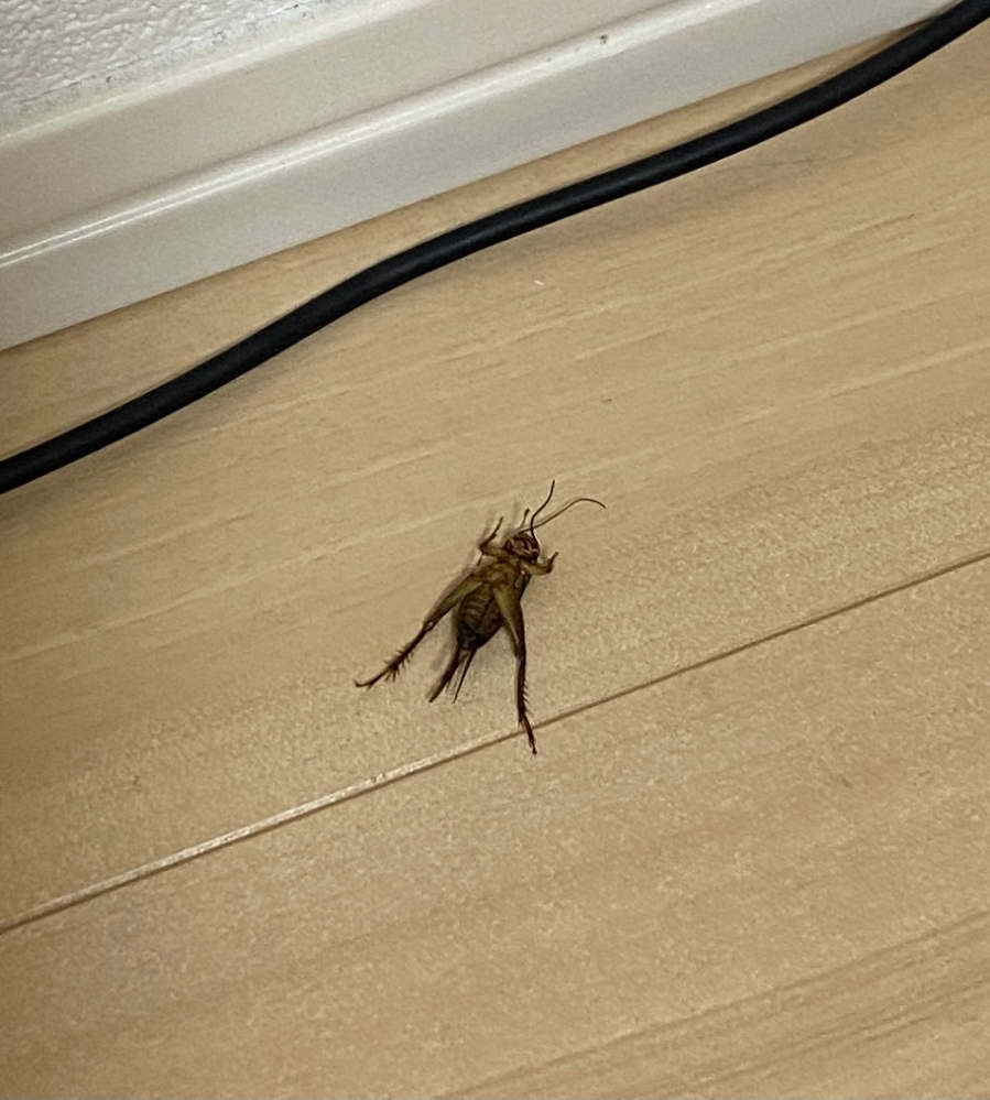 これはなんの虫でしょうか なにか音がすると思ったら部屋の中に Yahoo 知恵袋