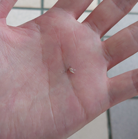 カゲロウと蚊を足して二で割ったような虫が風呂場にいたのですがなんて名前 Yahoo 知恵袋