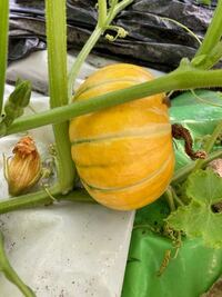 かぼちゃです 農家さんから3年くらい前にいただいたかぼちゃを食べ Yahoo 知恵袋