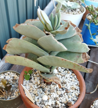 多肉植物の神刀ですが、２年ぐらい育てています。どうも端が茶色くカチカチになってしまい、弱々しいです。 原因はなんでしょうか。生育の助言をいただきたいです。生育地は名古屋の北のあたり、屋外で越冬させています。