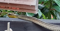 このヘビは、何ヘビですかね？ 