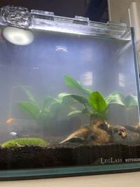 金魚の水槽が急に濁りました どうしたのでしょうか 詳しい方 Yahoo 知恵袋
