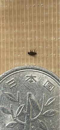 家の中で犬がした糞を見ると たくさん黒い小さな虫がたかっていてびっくり Yahoo 知恵袋
