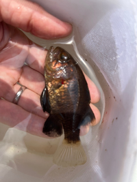 堤防で釣れたのですが なんの魚か分からず飼うために必要なものが分かりま Yahoo 知恵袋