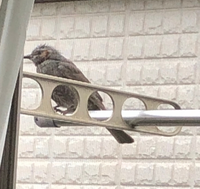 ベランダに鳥がいたのですが この鳥は何の鳥かわかる方いらっしゃいますか Yahoo 知恵袋