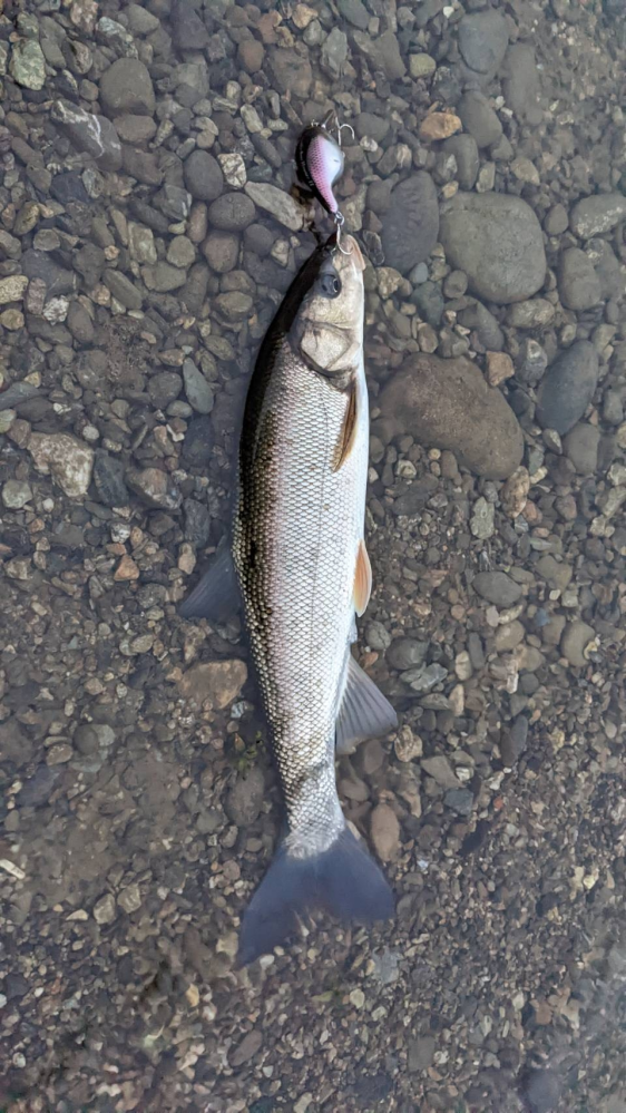 川で釣れました。 なんの魚か分かる方お願いします。
