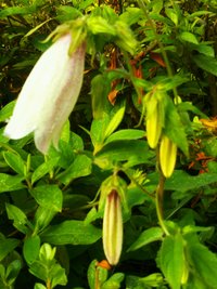 年金生活者 この花は何という花ですか ホタルブクロ 白 だと思い Yahoo 知恵袋