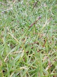 芝生に謎の草 が生えています 写真の赤っぽいやつです 雑草なのか Yahoo 知恵袋