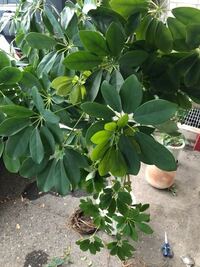 ミセバヤの花が終わり 脇から小さな新芽が出ています ８号鉢植えです Yahoo 知恵袋