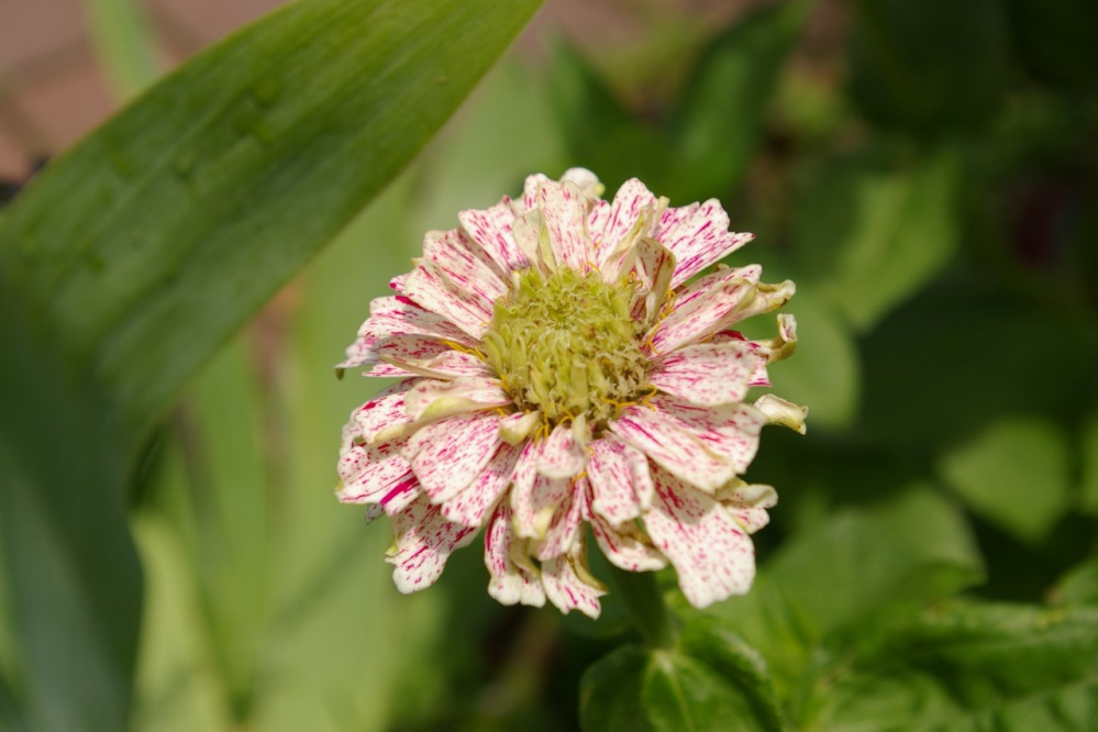 花言葉で ごめんなさいと言う意味がある 花 色 ありますか Yahoo 知恵袋