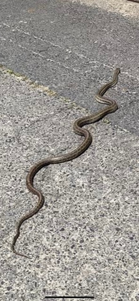 昨日 道端でマムシを捕まえたのですがチャリにでも踏まれたのか牙が折れて Yahoo 知恵袋