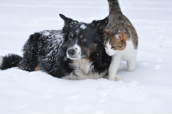 ワンちゃんとネコちゃんが雪の中で 一緒に遊ぶことは別に珍しいことでは ないのですか？