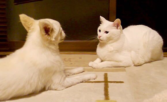 このワンちゃんとネコちゃんは 何か話し合いをしているのでしょうか？