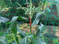 家庭菜園におけるとうもろこしの苗に集まる虫 蟻 の駆除方法につい Yahoo 知恵袋