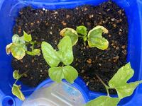 朝顔についての質問です 西向きのベランダで朝顔を育てて Yahoo 知恵袋