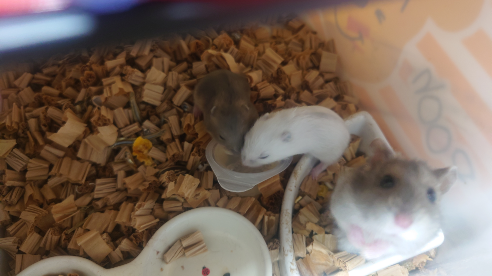 ハムスターの子供が産まれて13日目昨日から母ハムから離れて子 Yahoo 知恵袋