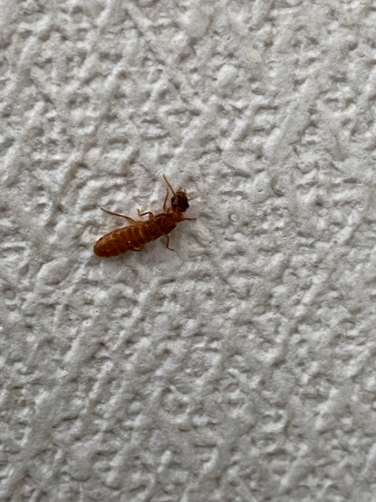 この虫はなんですか？ 突然家の中に複数匹現れました。 分かるかた教えてください。 よろしくお願い致します。