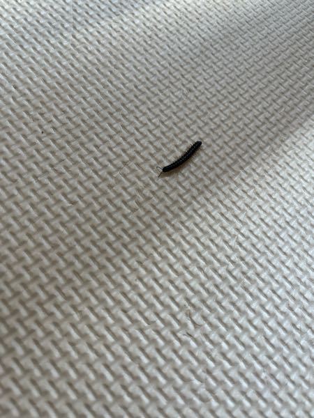 この虫が家の中を這ってました。 ６月になってから頻繁にみます。 なんの虫でしょうか？ また、侵入防止対策あれば教えて頂きたいです。