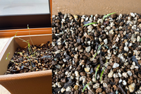 ディルというハーブの栽培について 自宅 室内 でプランタにハーブ Yahoo 知恵袋