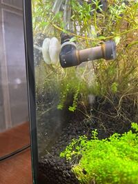 水槽に小さな白い粒の虫が大量発生しています もう1つ水槽を立ち上 Yahoo 知恵袋