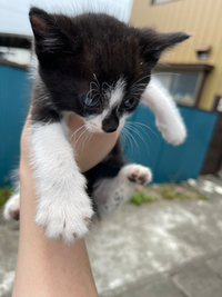 拾い猫なのですがなんの猫種なのでしょうか 私は今 神奈川県内で猫 Yahoo 知恵袋