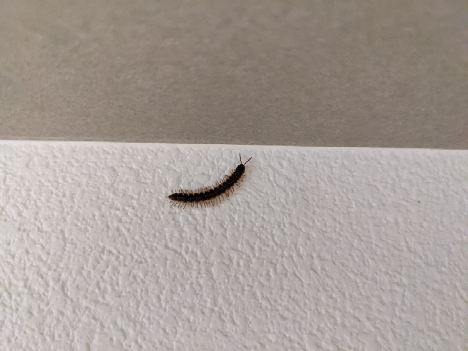この虫はなんですか？ 家の中に写真の虫がいたんですが、 この虫は何ですか？ また、家の基礎のコンクリートの部分に 同じような虫が3~4匹いたんですがやばいですか？ 宜しくお願いします。