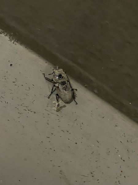これは何虫ですか？
