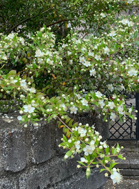 この花木の名前を教えてください ギンバイカ 銀梅花 です Yahoo 知恵袋