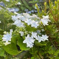 この花は何ですか ガクアジサイ 隅田の花火 じゃないですかね H Yahoo 知恵袋