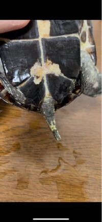 クサガメが急に臭い匂いを放ってくるようになりました 反抗期ですか 本 Yahoo 知恵袋