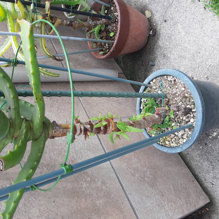 アロエの挿し芽について教えてください。 かなり年数のたったアロエの鉢なのですが、太いメインを挿し芽するには、どのようにすればいいのでしょうか？