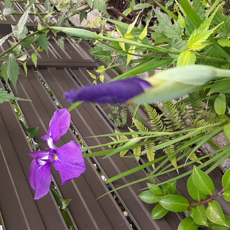 植え替えて2年目の花菖蒲ですが花付きが悪くポツポツしか咲きま Yahoo 知恵袋