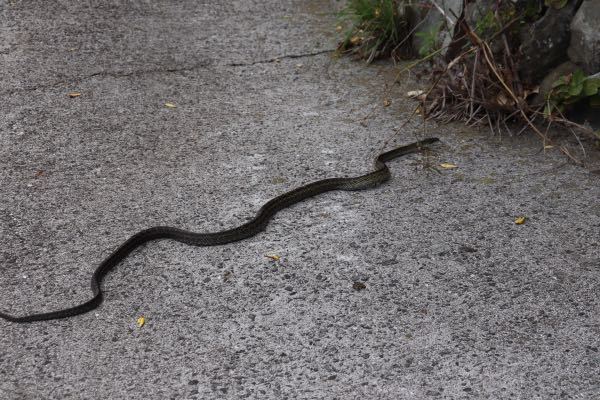 このヘビの名前を教えていただけますでしょうか？ 発見場所は山口県です。
