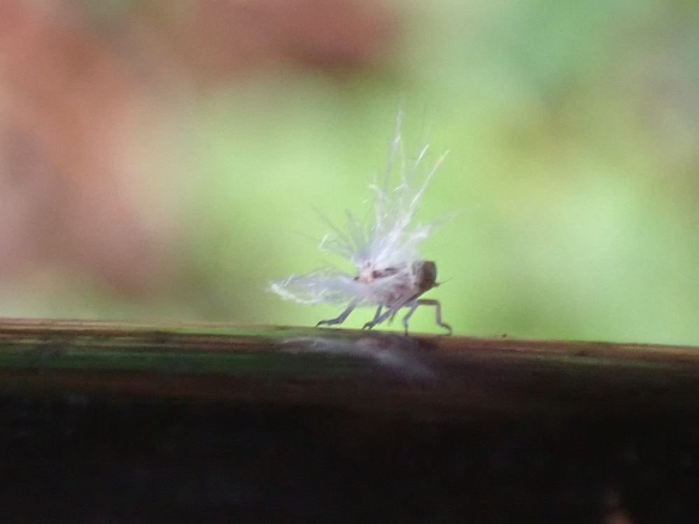 この虫の正体はなんでしょうか？先程投稿したものとは別種のように見えます。 体長は３～４ｍｍぐらいです。雨上がりの朝、フェンスの上にいました。白い綿毛のように見えましたが、写真に撮ると、このようなものでした。