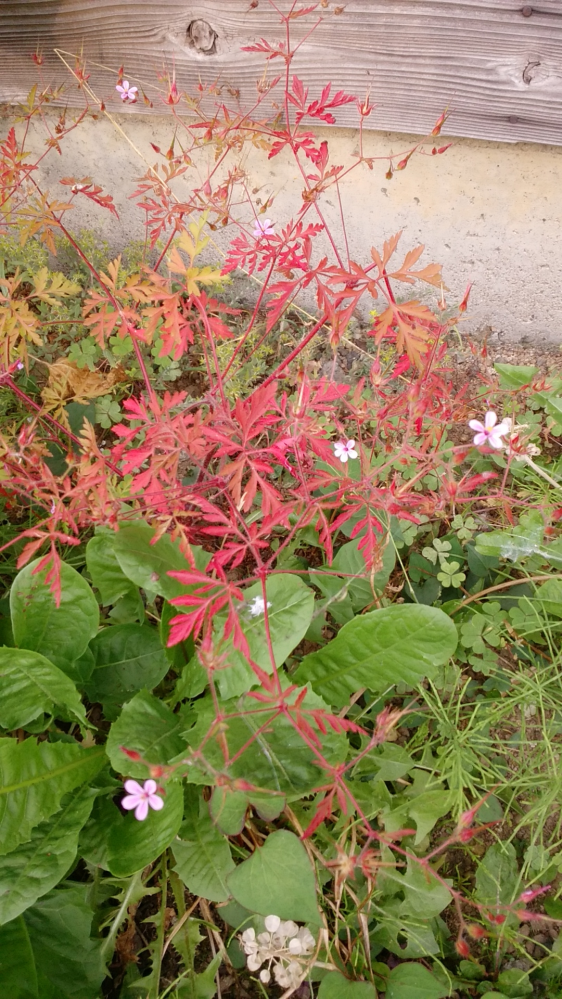 この植物はなんですか。(赤い方)(画像検索で上手く引っ掛からなかったので。)