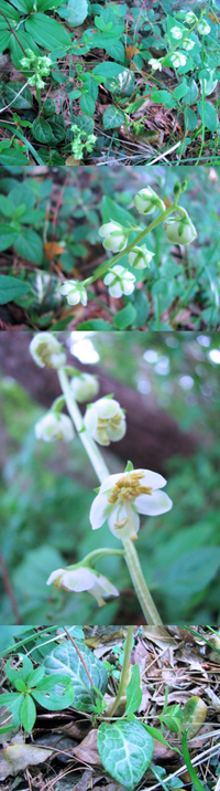 ６月の低山にあった植物です 数個の白い下向きの花を付けていま Yahoo 知恵袋