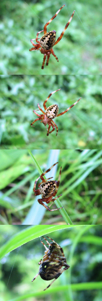 ６月の低山にいたクモです。 脚を除いた全長は２ｃｍくらいです。 何という名前の蜘蛛でしょうか？？