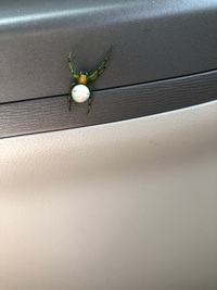 車にこんな蜘蛛がいたのですが この蜘蛛の種類を教えてください Yahoo 知恵袋