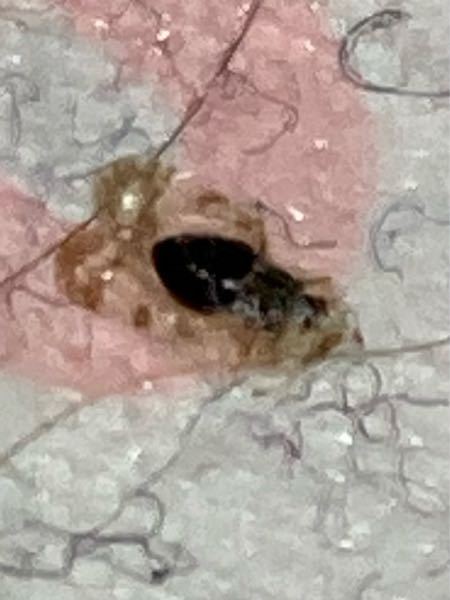 【虫画像 閲覧注意】 久しぶりに出す夏の寝具に虫がついていました。 死骸でしたが、複数匹居たので怖いです。 これは何の虫かわかる方いますか？